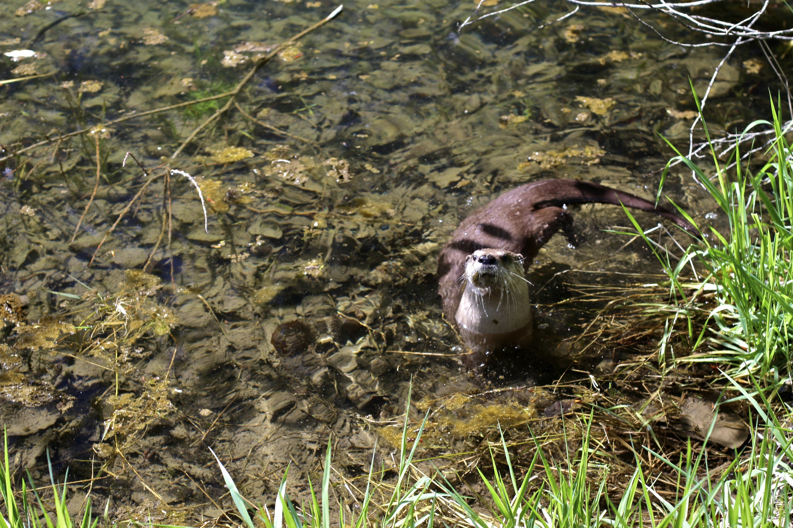 King County continues levee work along Green River