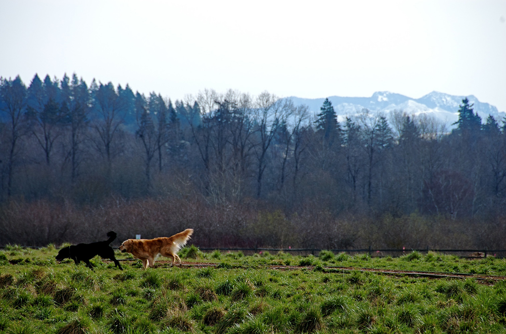 Celebrating 20 years of Marymoor off-leash doggie bliss!