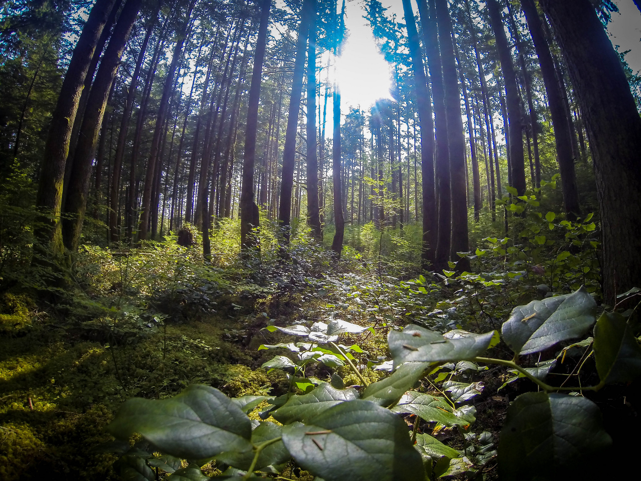 Who’s Down For Some Shinrin-yoku? Forest Bathing, Yo