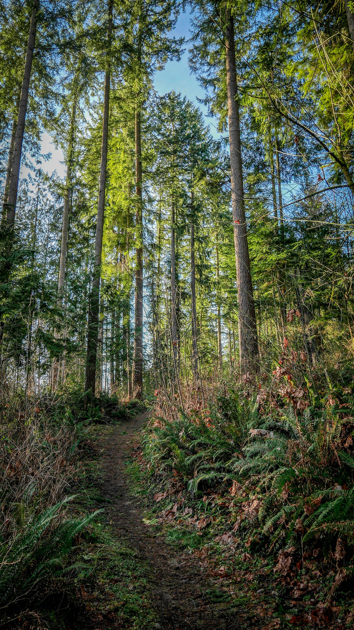 Random Photo Post: Ring Hill Forest