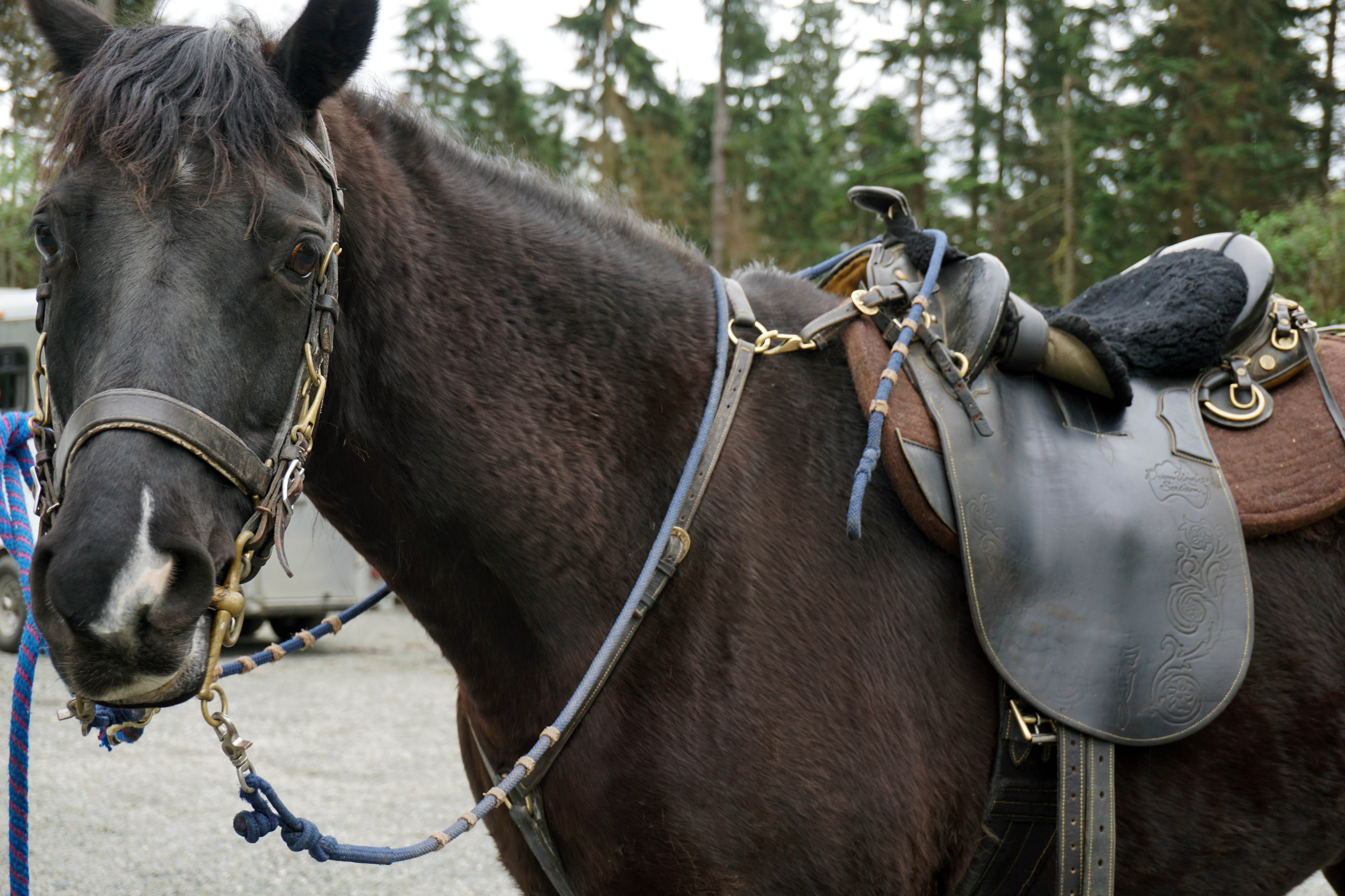 Happy horses heart our Taylor trails