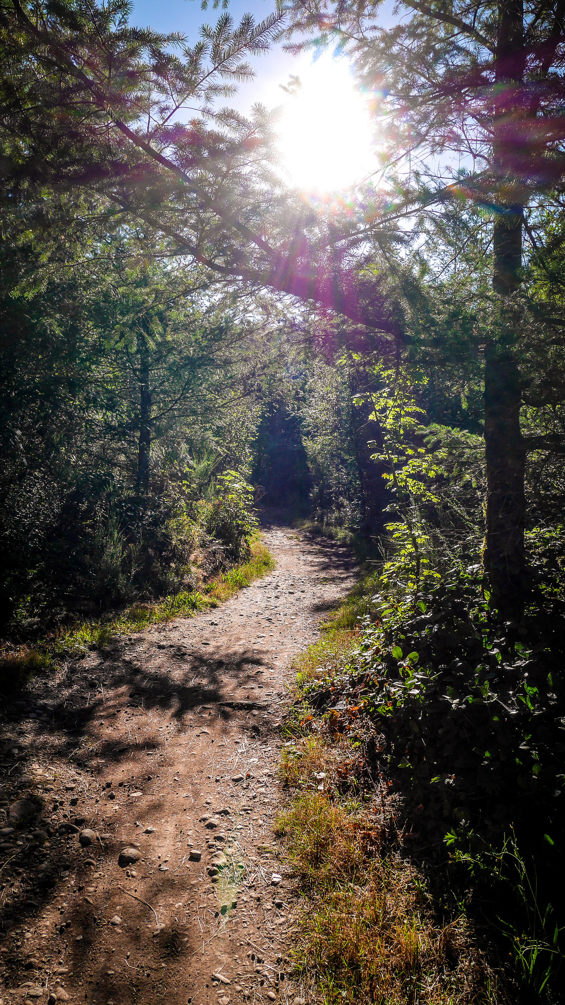 Taking care of our forests: Black Diamond, Ravensdale Retreat and Henry’s Ridge