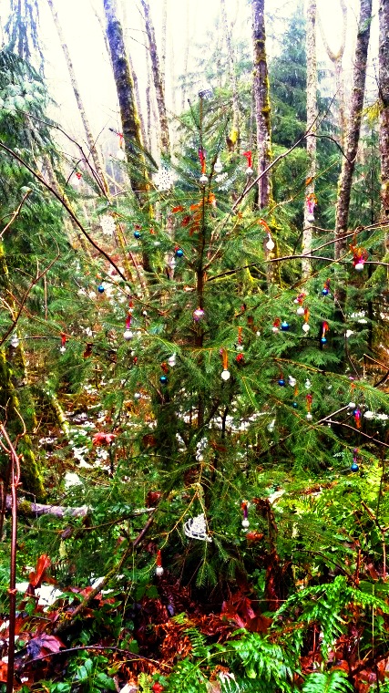 Random Photo Post: Shy Bear Trail, Cougar Mountain