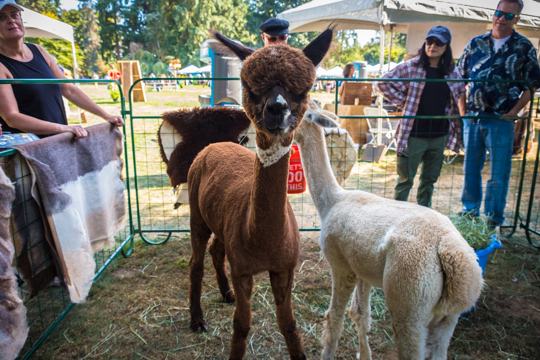 CHOMP! 2017 in pictures