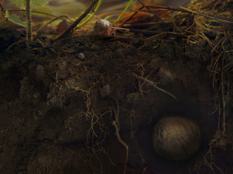 Melinda Hurst Frye, Underneath the Strawberries, 2016, 30″ x 40″ chromogenic print