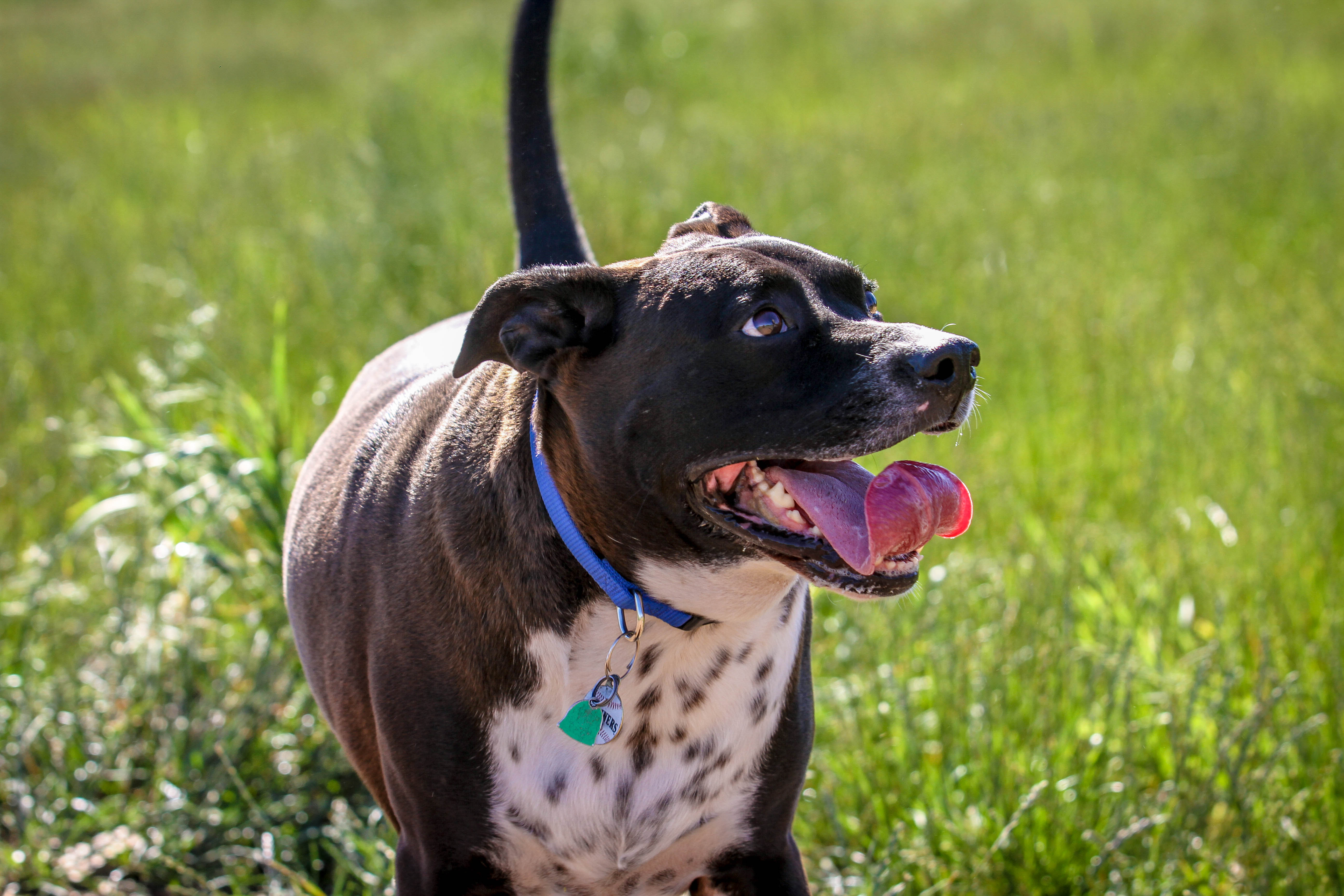 #OptOutside at the Marymoor Dog Park