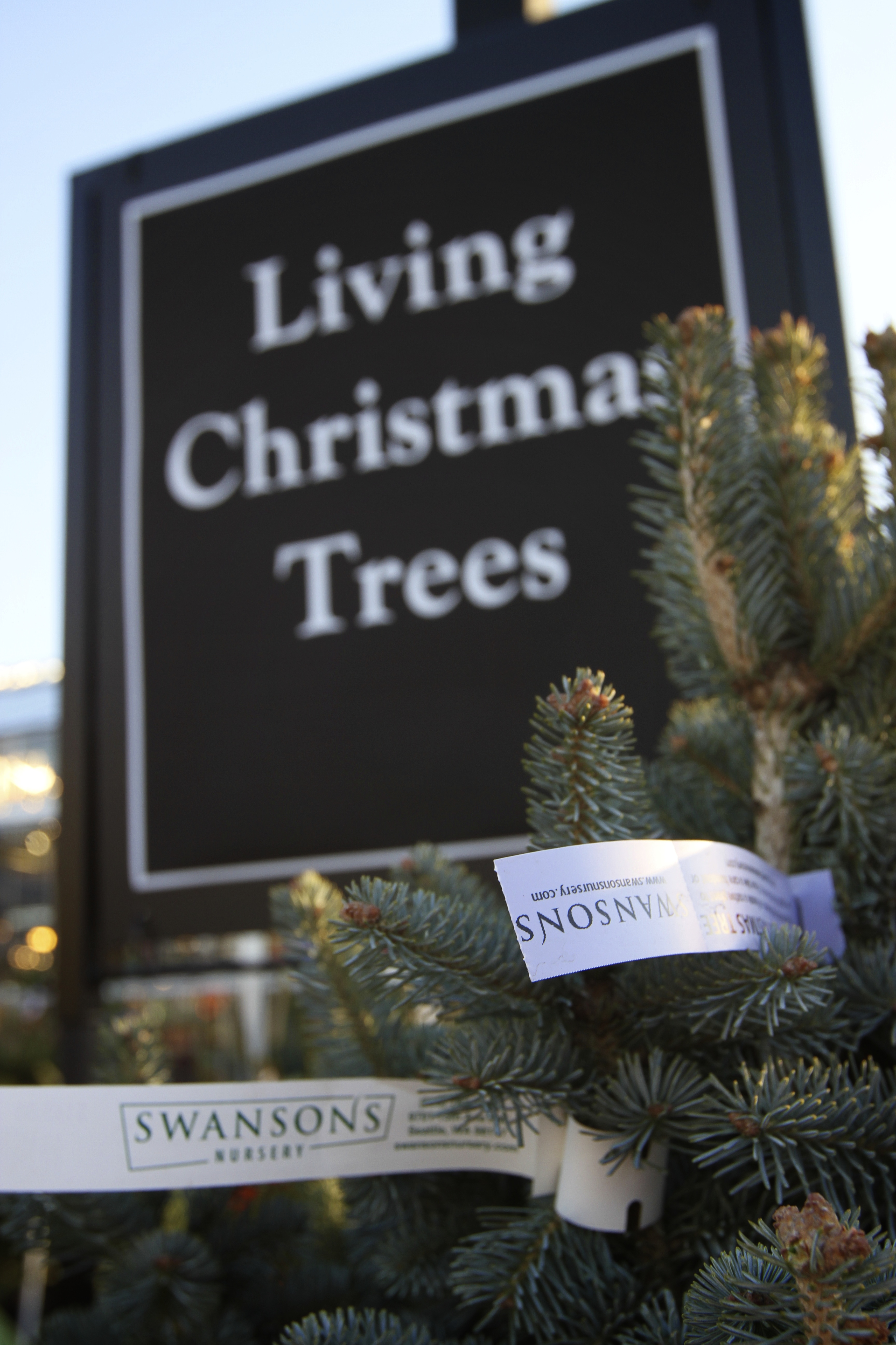 Choose a living Christmas tree this year and help King County Plant 1 Million Trees by 2020