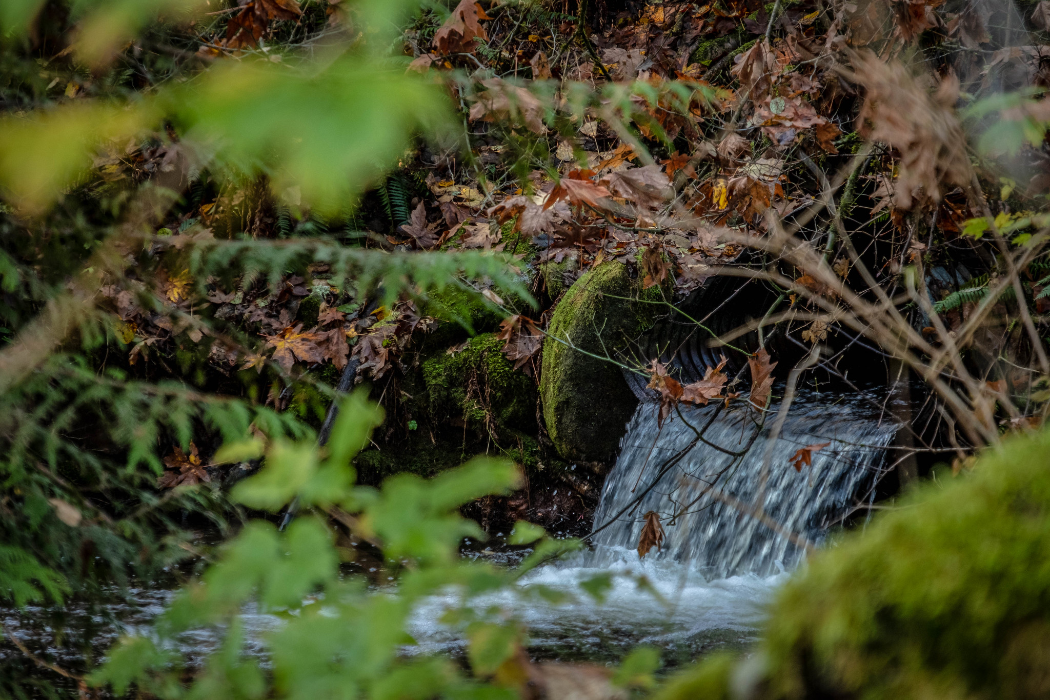 Construction update: Taylor Mountain Trails