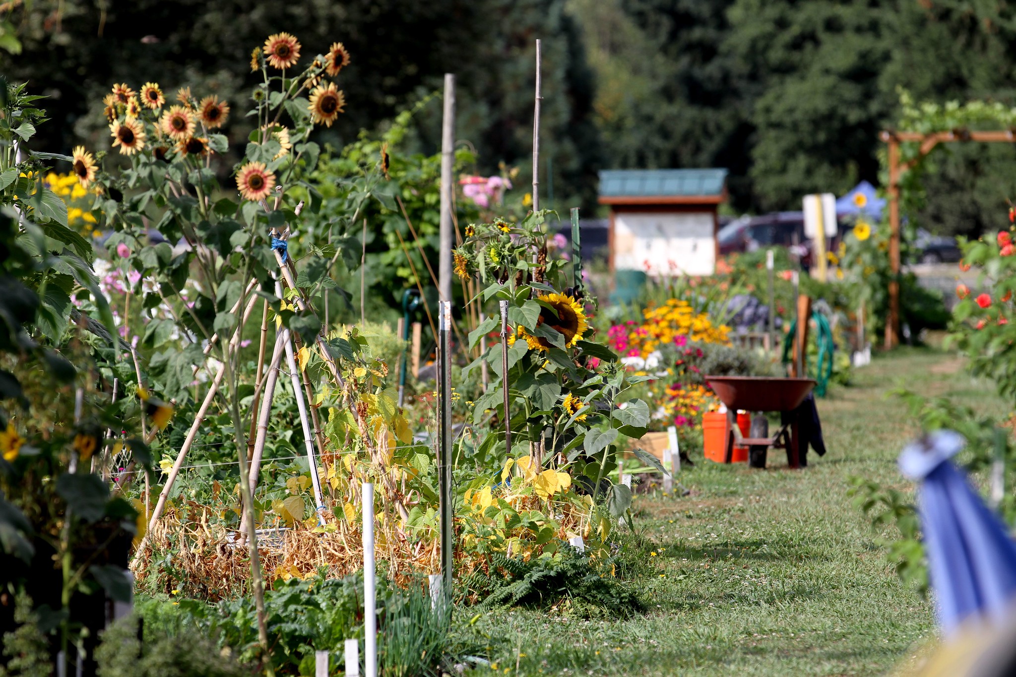 Blooms and Blossoms at King County Parks